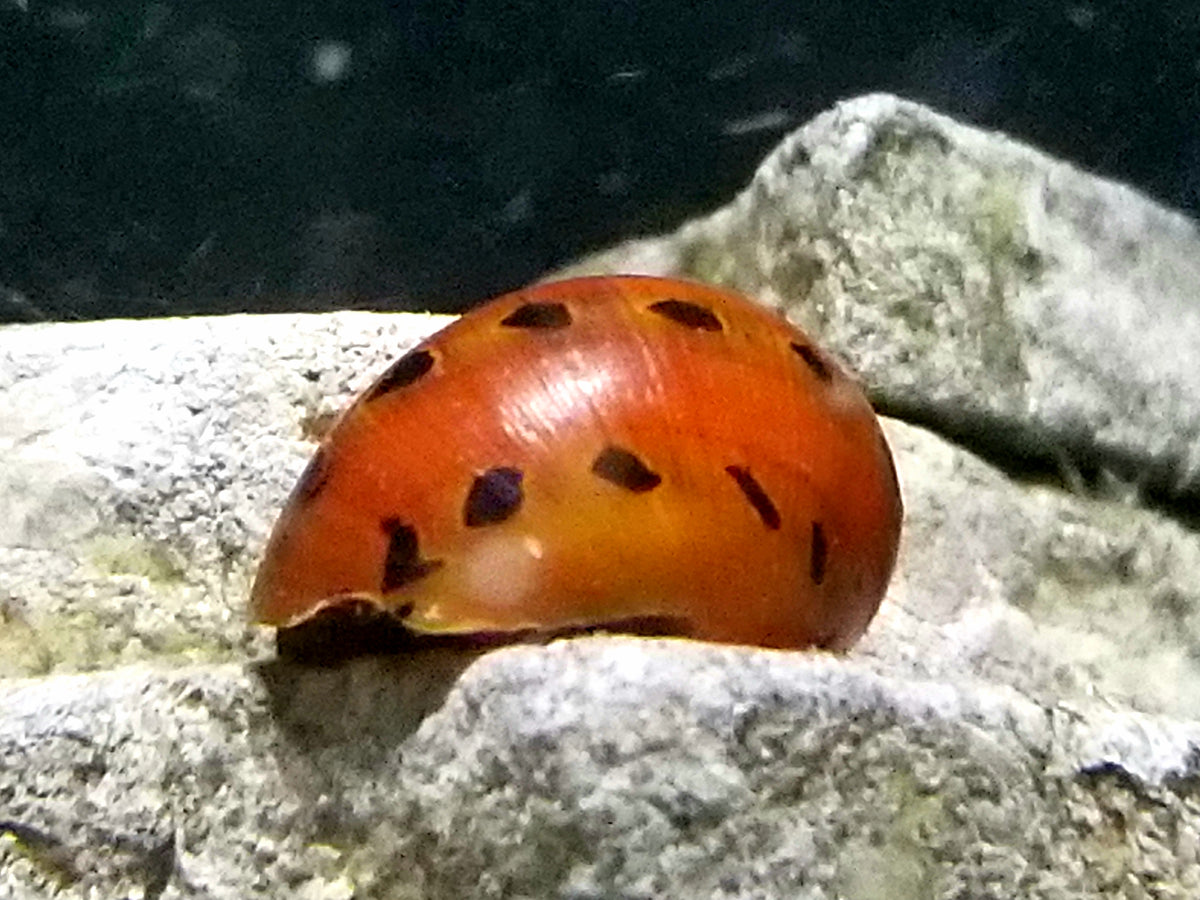 snail nerite snails