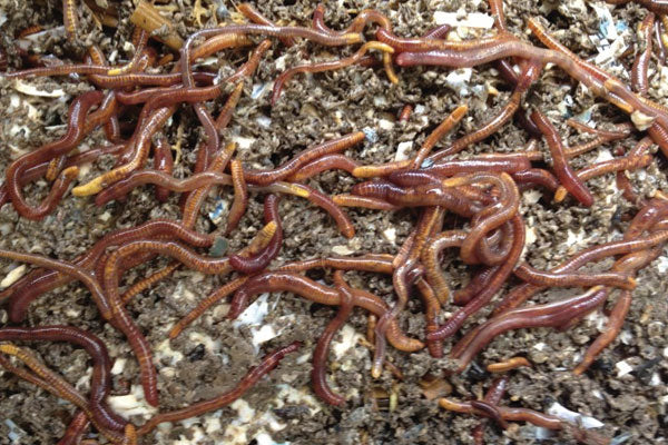 worm composting human waste