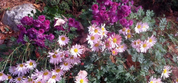 vermicompost flowers