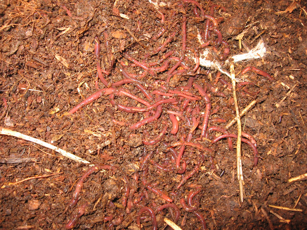 Worms experiment