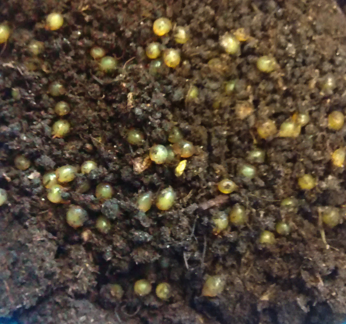 Charmant ik heb honger Ontstaan European Nightcrawler Cocoons (Eisenia Hortensis egg capsules) – Midwest  Worms