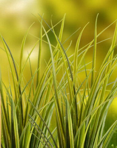 Lemongrass Oil Benefits For Skin - Natural Care – VedaOils