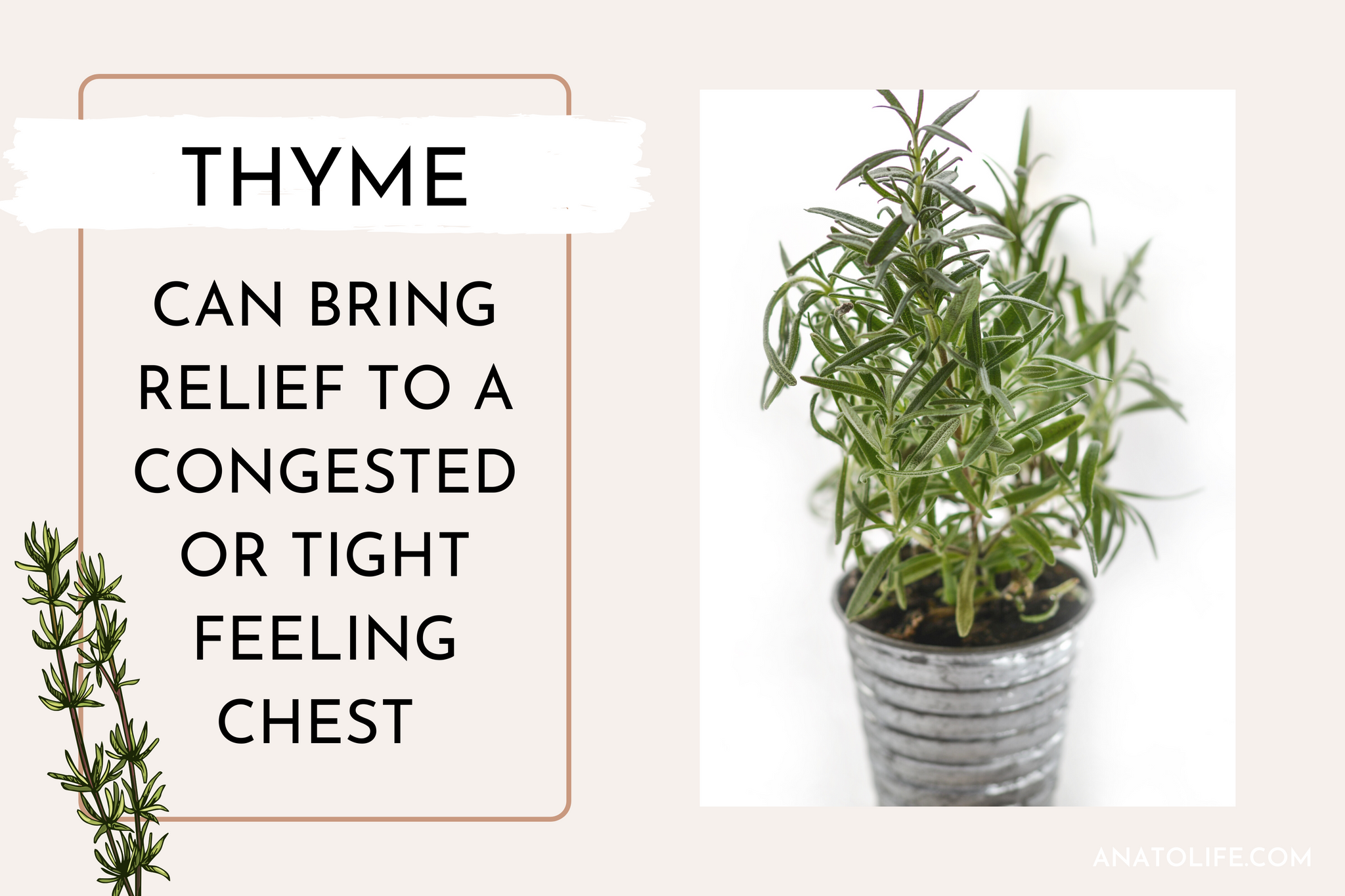 Thyme Benefits by Anato Regenerative Skincare