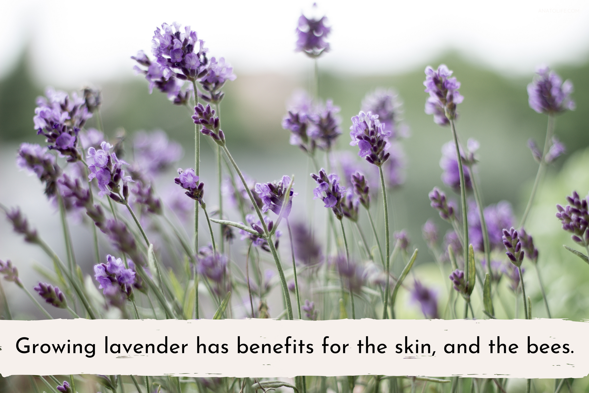 Growing lavender has benefits for the skin, and the bees