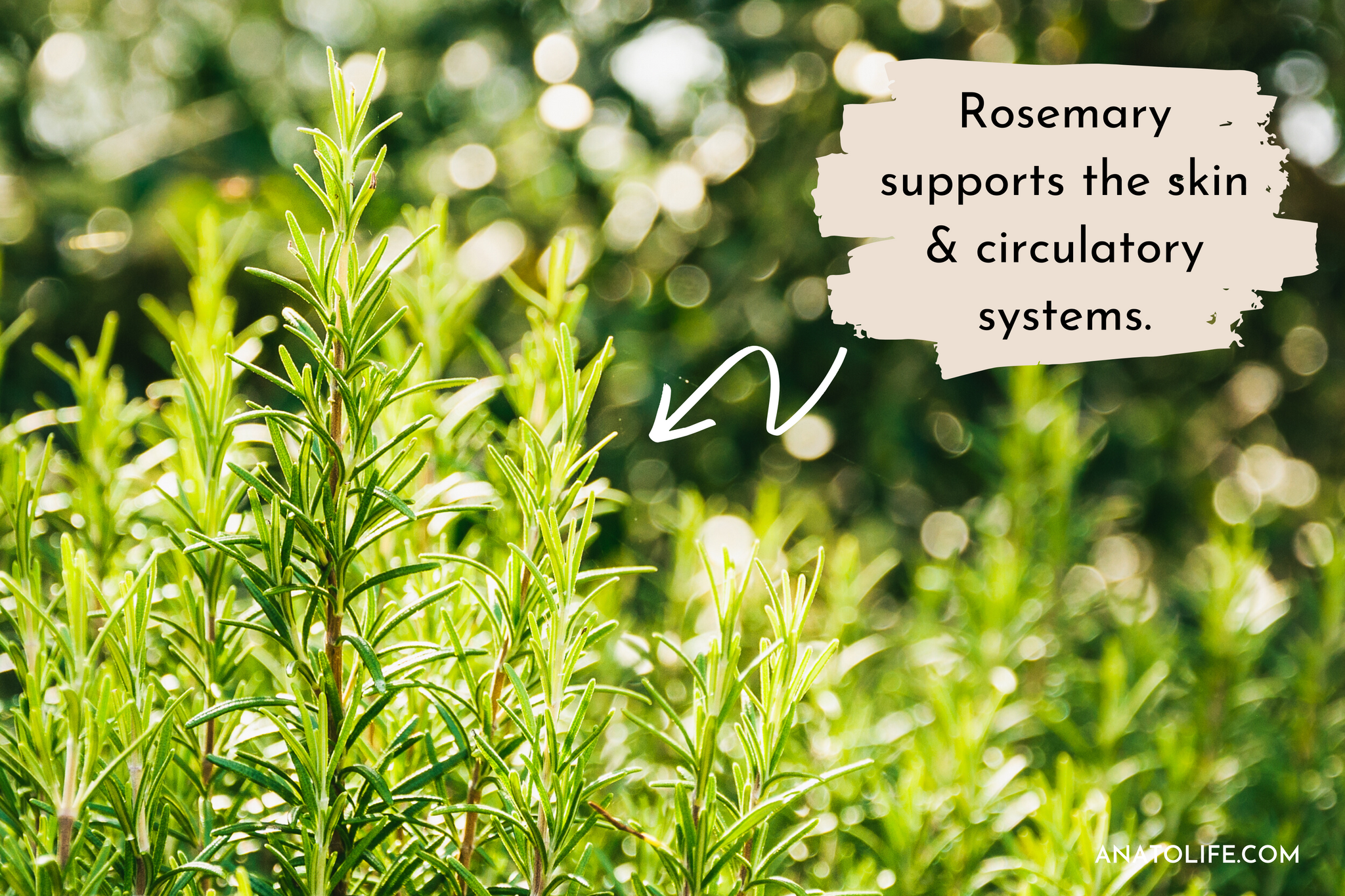 Rosemary supports the skin & circulatory systems