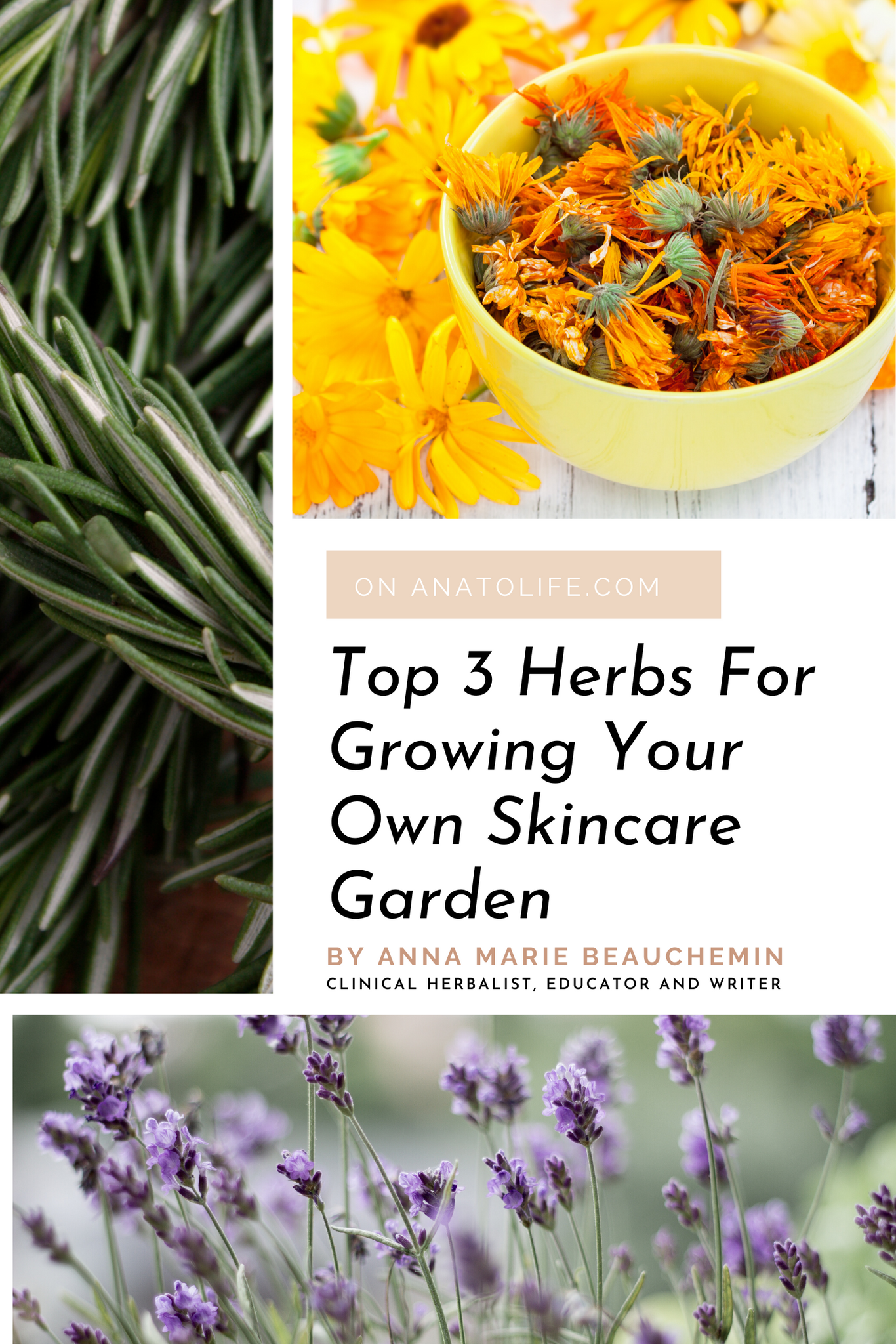 Top 3 Herbs For Growing Your Own Skincare Garden