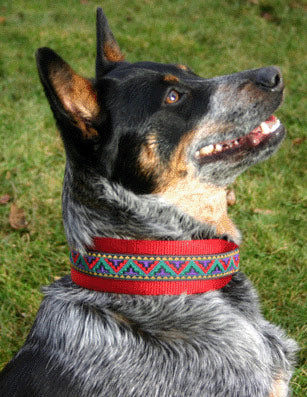 Designer Dog Collar