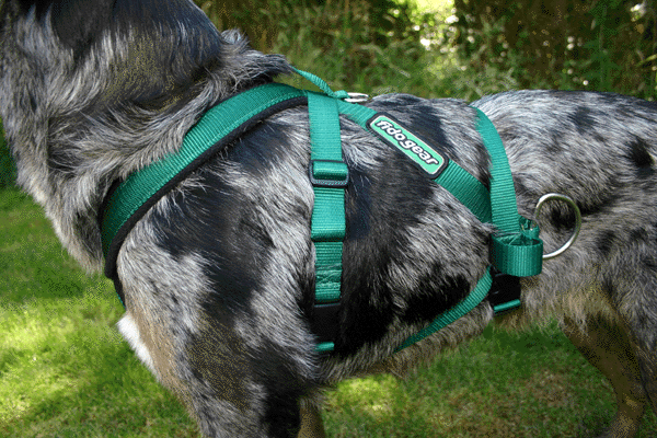 Dog Cart Harness