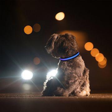 Best Reflective LED Safety Light Collars - For Dogs & Cats