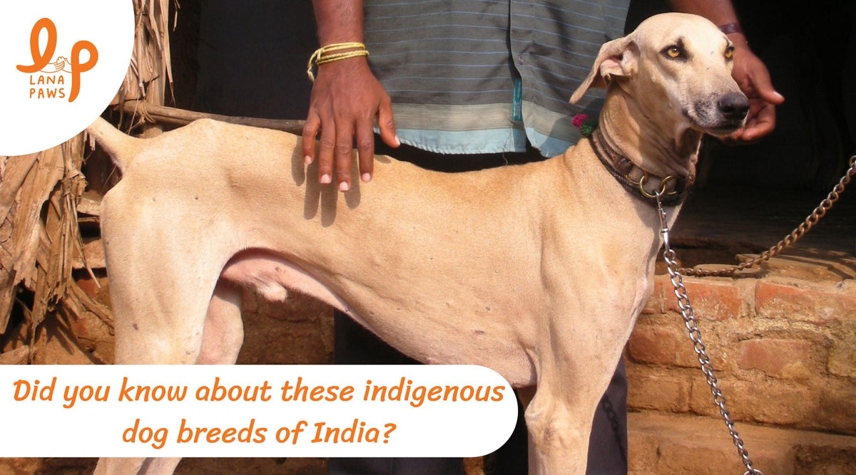 Did you know about these indigenous Indian dog breeds? l Lana Paws ...