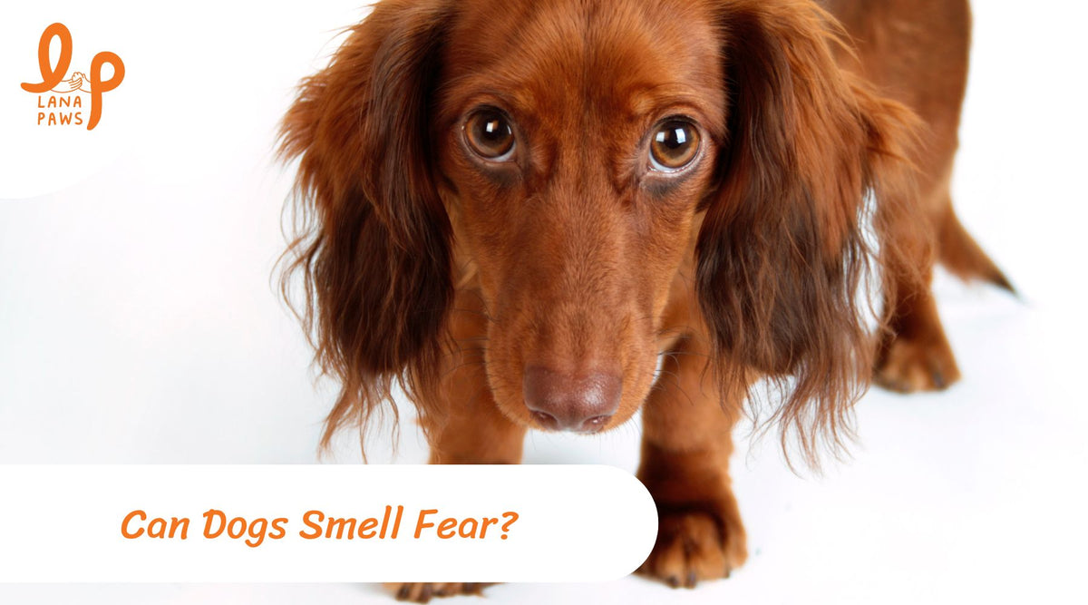 can dogs actually sense fear