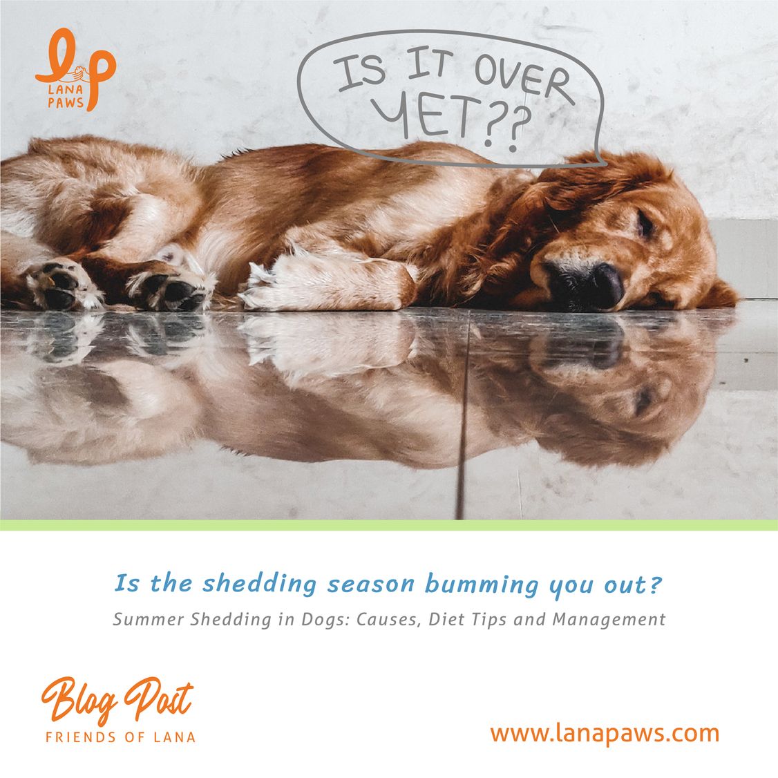 is dog shedding seasonal