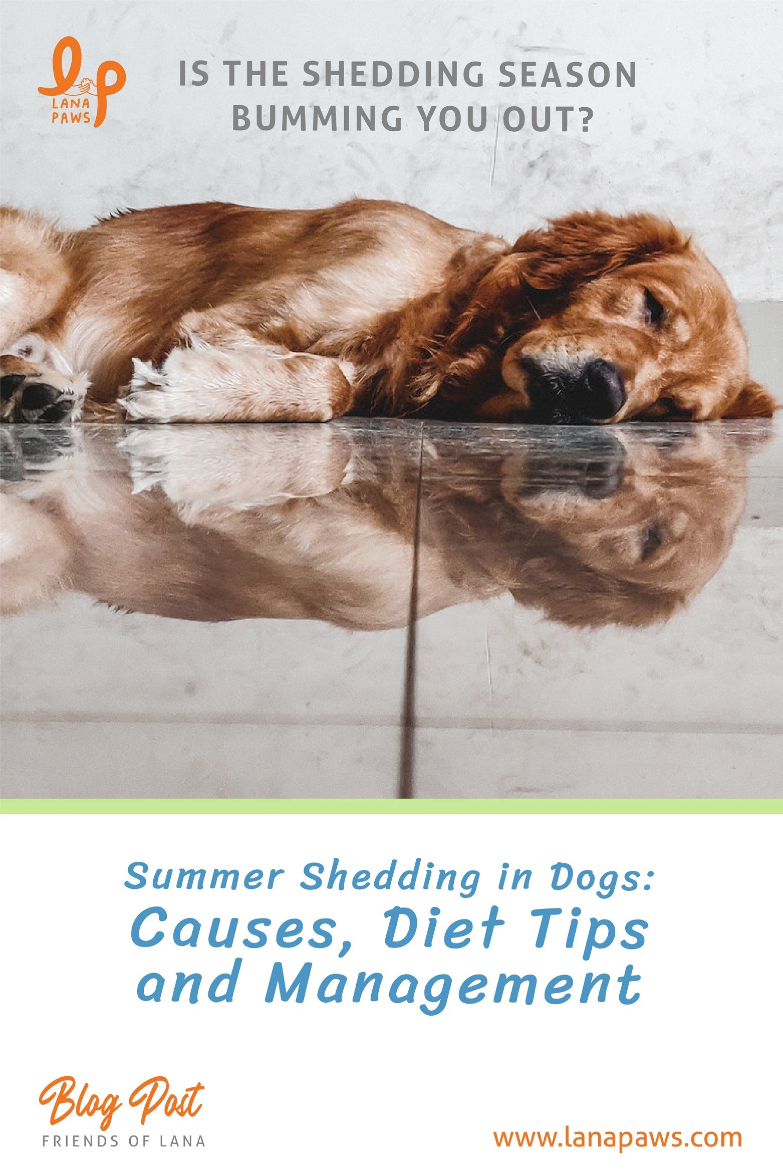 how to control shedding in dogs during summers