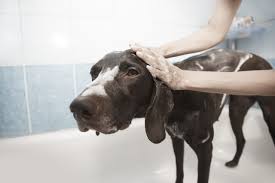 how many times to bathe my dog in summer