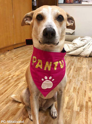 dog bandana custom Lana Paws