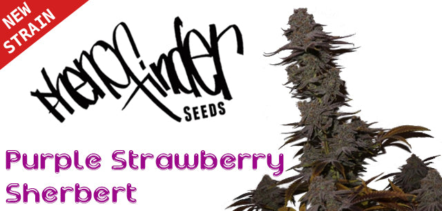 Pheno Finder Seeds new strain Purple Strawberry Sherbert Natural Selection Leeds