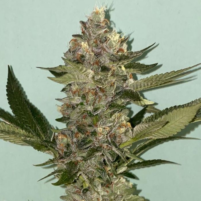 16 Popular Weed Strains You Need to Know About