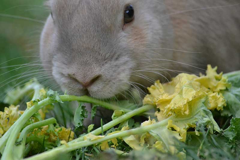 What Rabbits Eat In Winter Deerfence