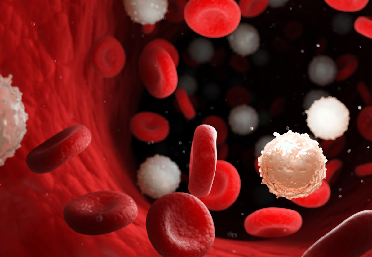 markør ukrudtsplante efterskrift How To Improve Your White Blood Cells Naturally