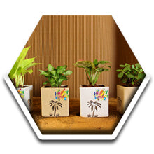 Green Gifting, Wedding Gift, Corporate Gifting, Return Gift, Live Plants, India