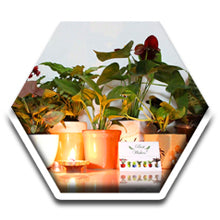 Green Gifting, Wedding Gift, Corporate Gifting, Return Gift, Live Plants, India