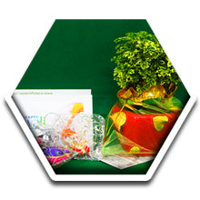 Green Gifting, Wedding Gift, Corporate Gifting, Return Gift, Live Plants, India