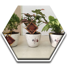 Green Gifting, Wedding Gift, Corporate Gifting, Return Gift, Live Plants, India