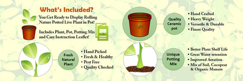 Indoor Plants, Live Plants, Online India, Best Quality, Ceramic Pot, Planter, Gift