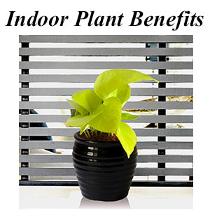 Indoor Plants Benefit