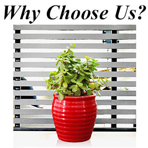 Rolling Nature, Plants Online, Green Gifting, Indoor plant, Gifts, Eco friendly, Plants, Live, Diwali