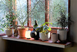Collect Planter SC71 - Ochre