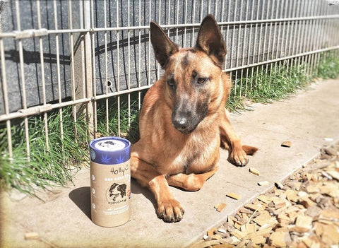 Malinois-Hündin Holly aus dem Tierheim kann sich beim Training im Hundezentrum Procanem besser konzentrieren.