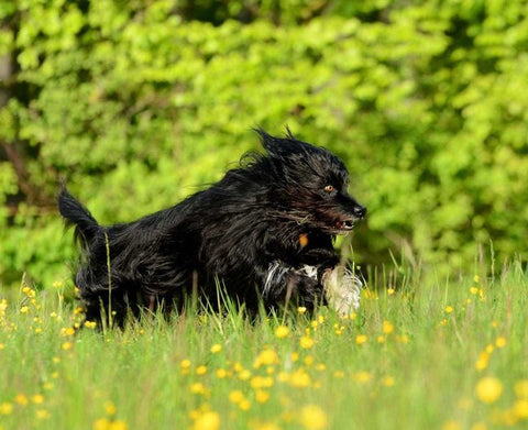 Wällerhündin Nele von Hundetrainerin Brigitte Möller ist dank Chillax-Keksen wieder schmerzfrei