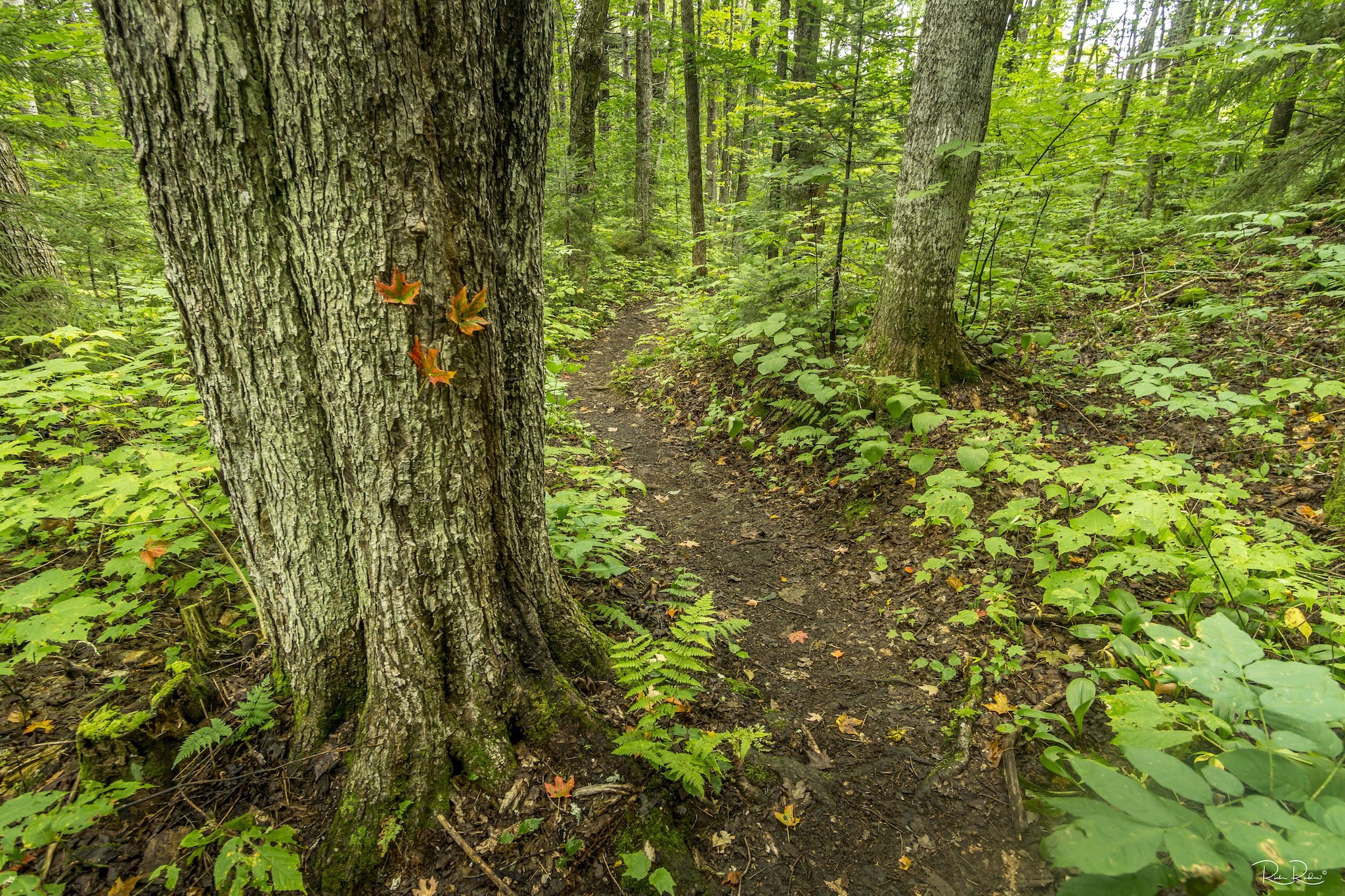 Appalachian trail running through thick green forest