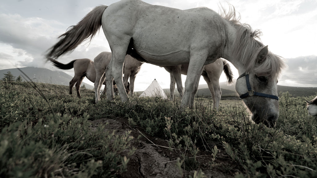 Horses eating grass in front of ultralight tent shelter