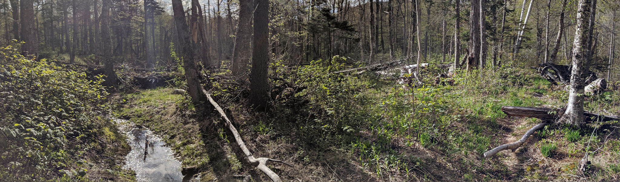 Woods in Fryeburg, ME