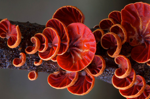 Exotic Fungi