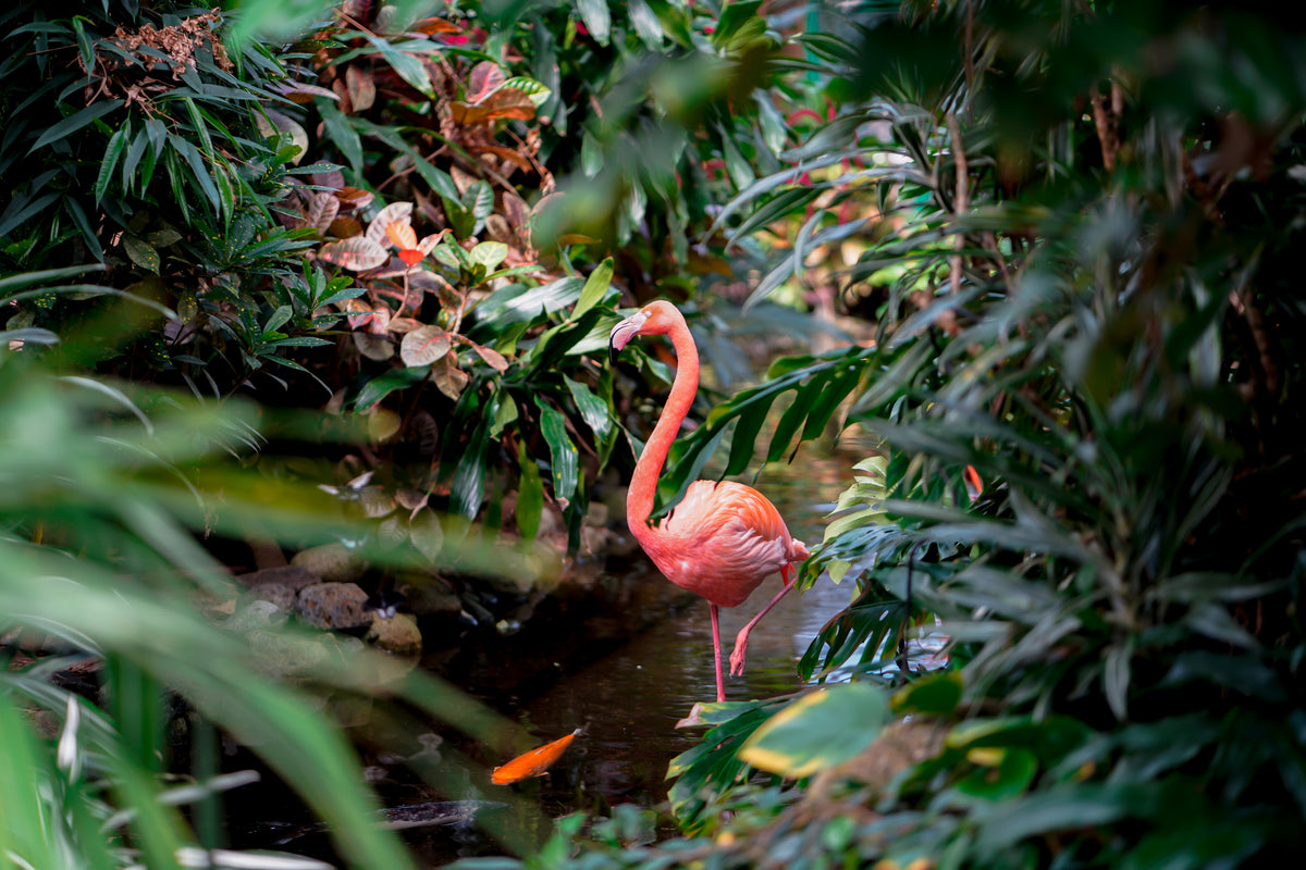 Gør som flamingoen → Spis Betacaroten få en flot