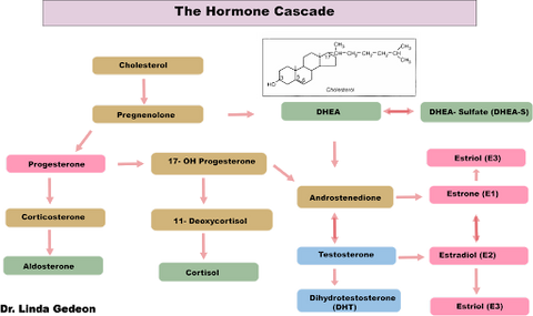 Testosterone is naturally derived from DHEA in your body.