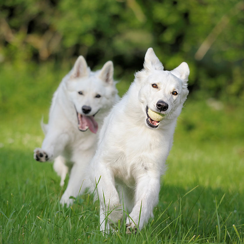 how much exercise do big dogs need