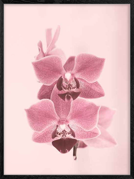 Dreamy Orchids - Poster