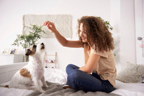 Teaching your dog a new trick or behaviour