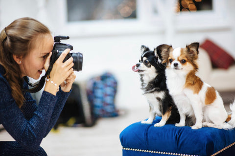 Learn to take beautiful photos of your dog