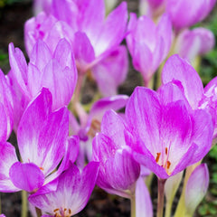 Autumn Crocus