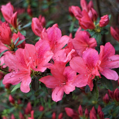 Azalea