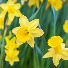 Daffodil