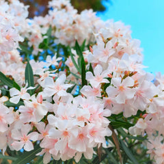 Oleander