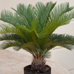 Sago Palm