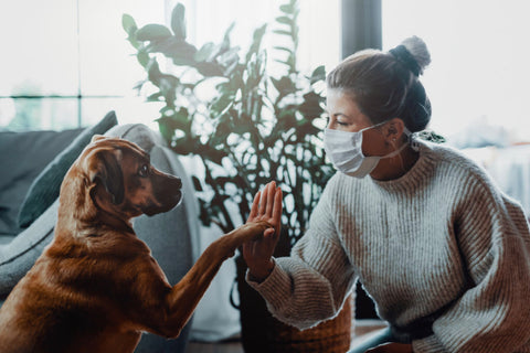 Introducing a face mask to your dog