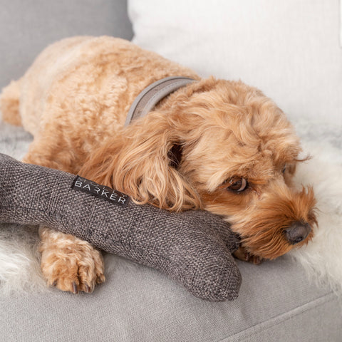 Dog playing with soft dog toy